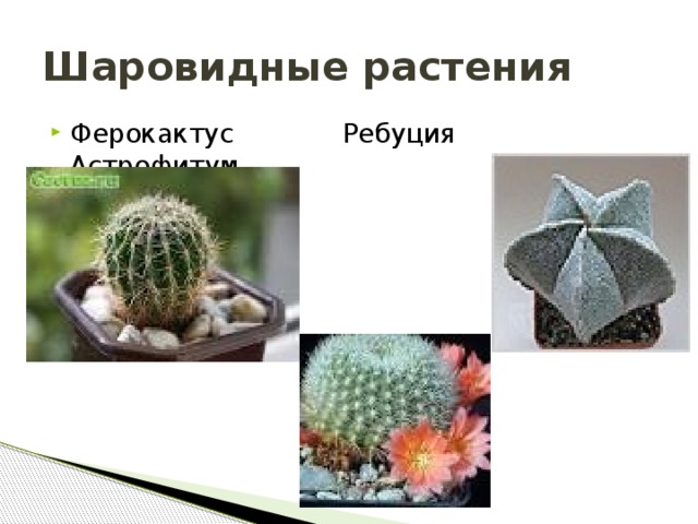 Шаровидные растения Ферокактус Ребуция Астрофитум  