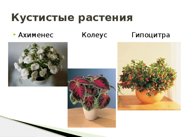 Кустистые растения Ахименес Колеус Гипоцитра  