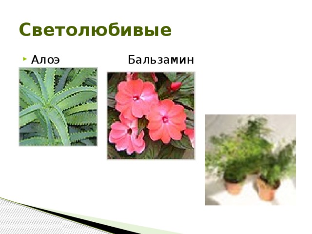 Светолюбивые Алоэ Бальзамин Аспарагус  