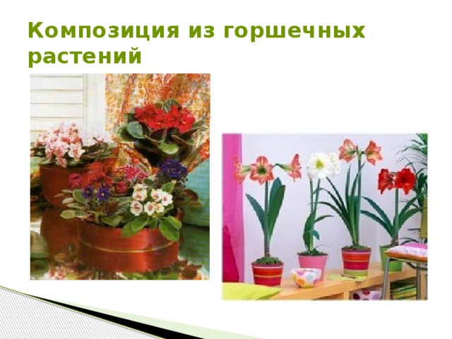Композиция из горшечных растений  