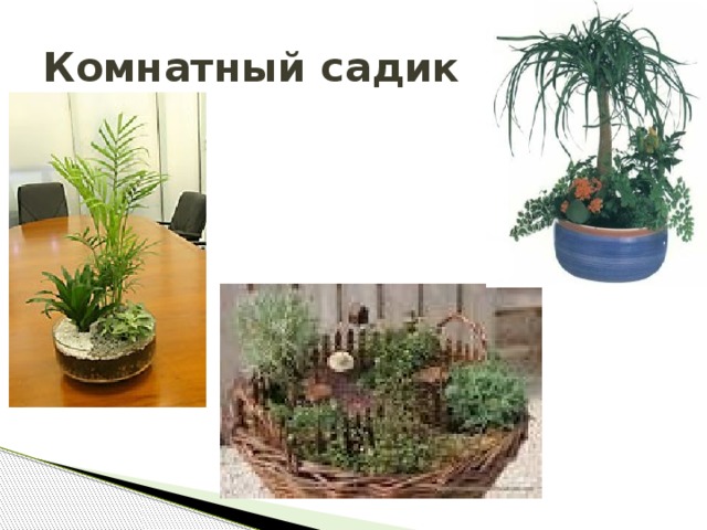 Комнатный садик  