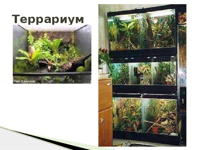 Террариум  