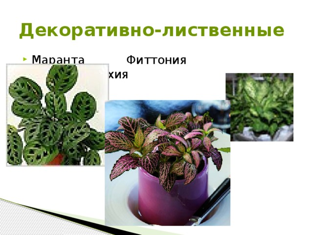 Декоративно-лиственные Маранта Фиттония Дифффенбахия  