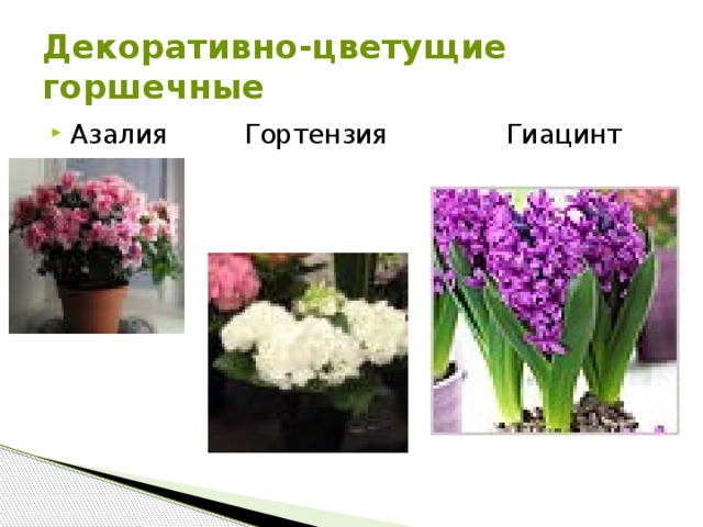Декоративно-цветущие горшечные Азалия Гортензия Гиацинт  