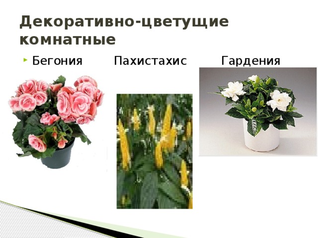 Декоративно-цветущие комнатные Бегония Пахистахис Гардения  