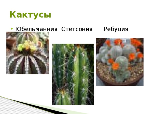 Кактусы Юбельманния Стетсония Ребуция  