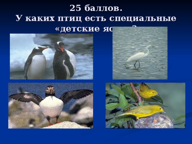 25 баллов.  У каких птиц есть специальные «детские ясли»? 