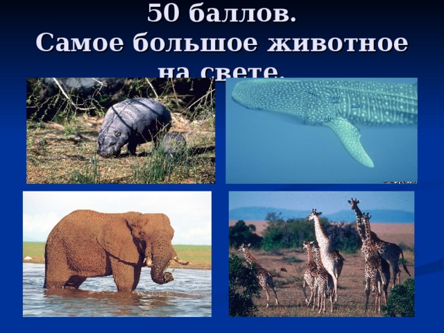 50 баллов.  Самое большое животное на свете. 