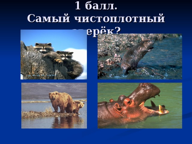 1 балл.  Самый чистоплотный зверёк? 