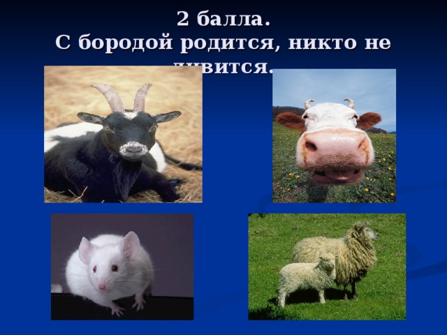 2 балла.  С бородой родится, никто не дивится. 
