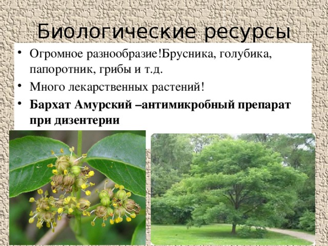 Биологические ресурсы Огромное разнообразие!Брусника, голубика, папоротник, грибы и т.д. Много лекарственных растений! Бархат Амурский –антимикробный препарат при дизентерии 