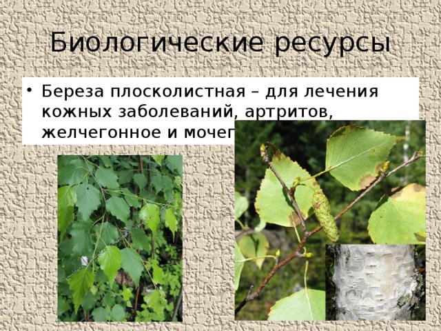 Биологические ресурсы Береза плосколистная – для лечения кожных заболеваний, артритов, желчегонное и мочегонное средство 