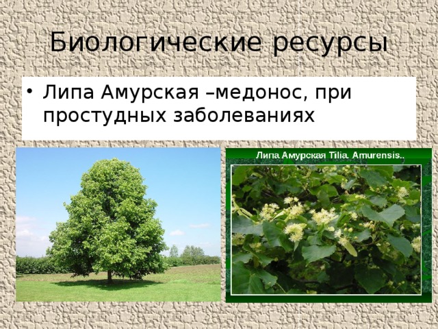 Биологические ресурсы Липа Амурская –медонос, при простудных заболеваниях 