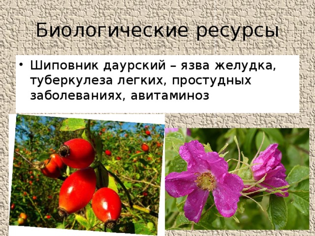 Биологические ресурсы Шиповник даурский – язва желудка, туберкулеза легких, простудных заболеваниях, авитаминоз 
