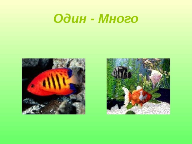 Один - Много 