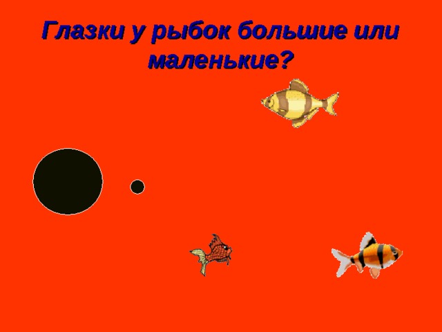 Глазки у рыбок большие или маленькие? 