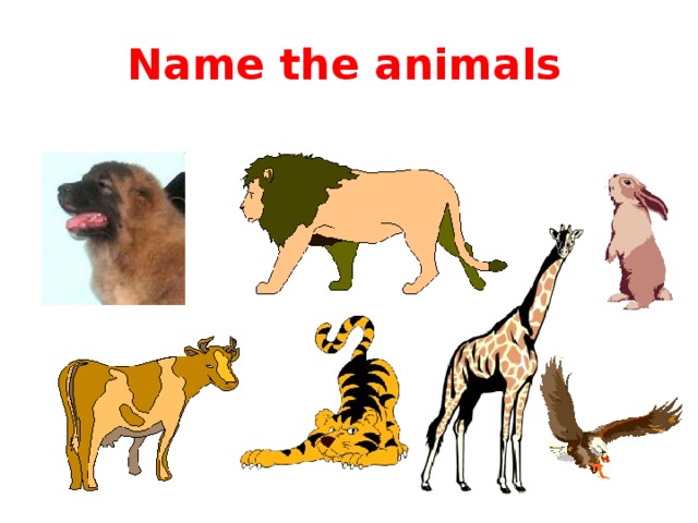 Name the animals 