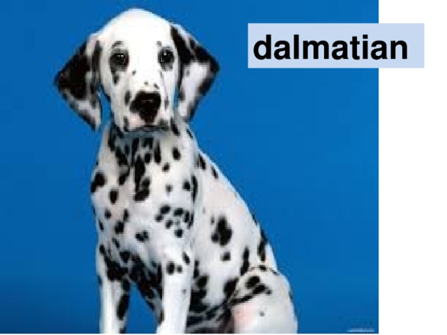 dalmatian 