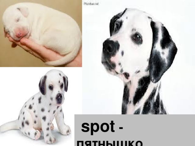  spot - пятнышко 