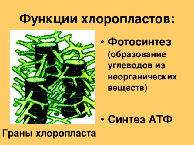Полисахарид образующий клеточную стенку растений