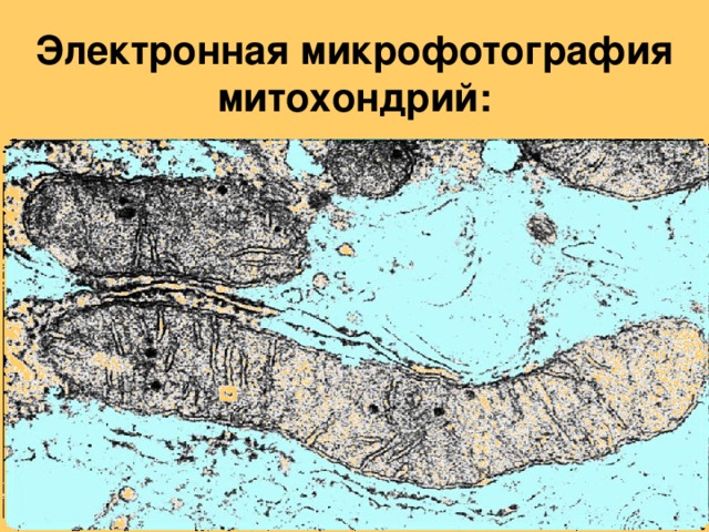 Электронная фотография митохондрии