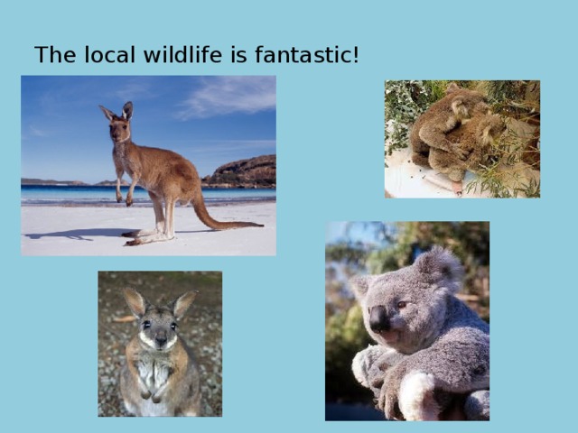 The local wildlife is fantastic! 