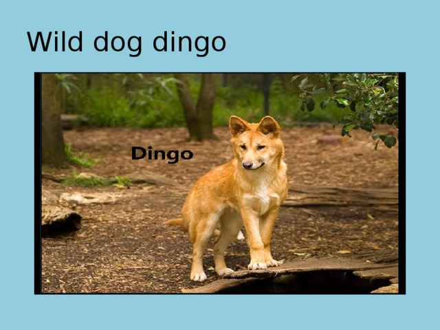 Wild dog dingo 