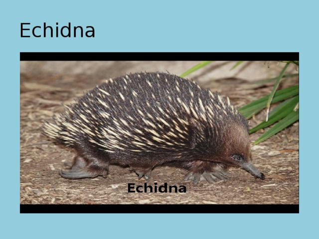 Echidna 