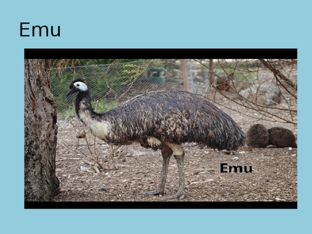 Emu 