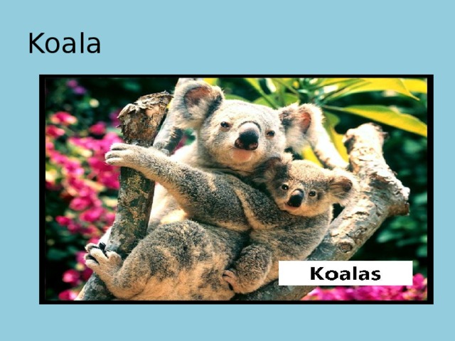 Koala 