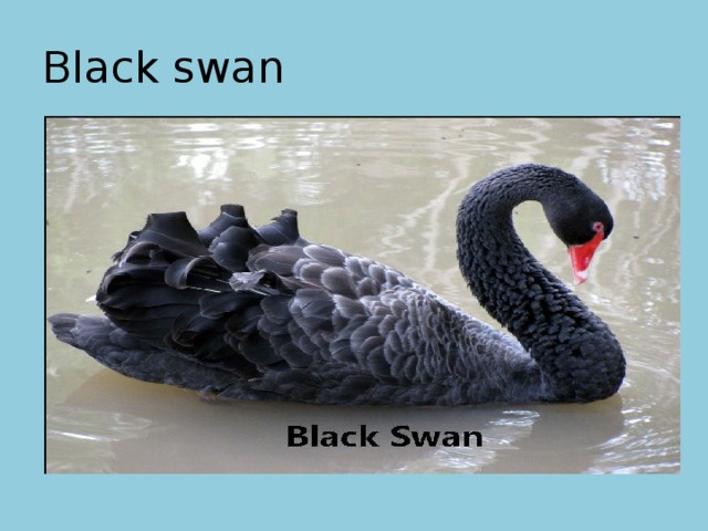 Black swan 