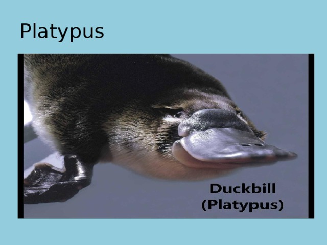 Platypus 