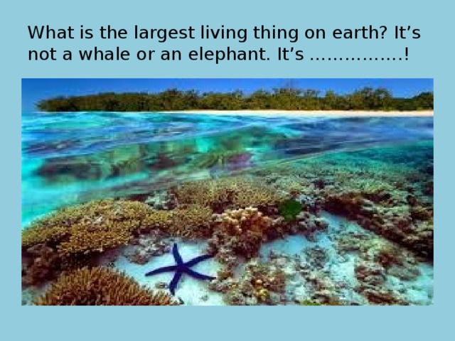 What is the largest living thing on earth? It’s not a whale or an elephant. It’s …………….! 
