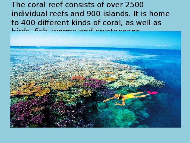 The coral reef consists of over 2500 individual reefs and 900 islands. It is home to 400 different kinds of coral, as well as birds, fish, worms and crustaceans. 