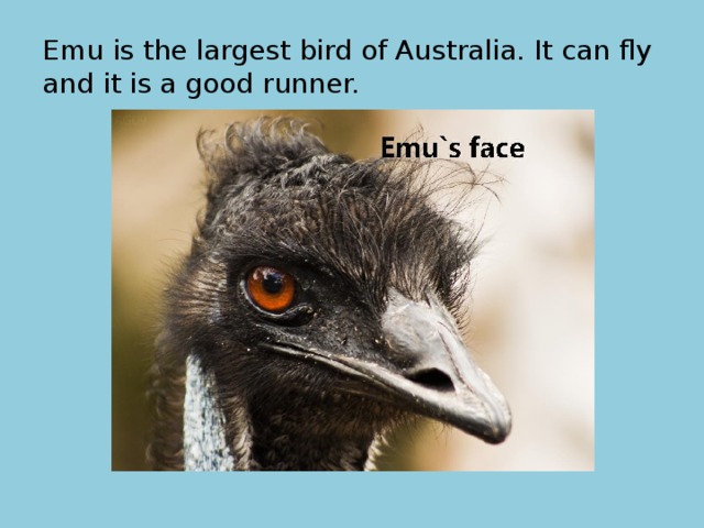 Emu is the largest bird of Australia. It can fly and it is a good runner. 
