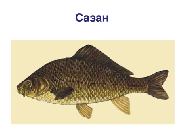 Сазан 