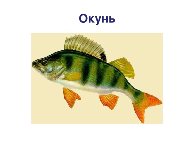 Окунь 