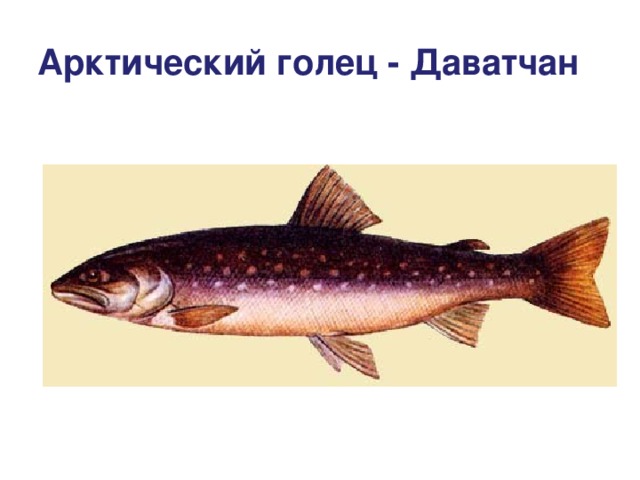 Арктический голец - Даватчан 