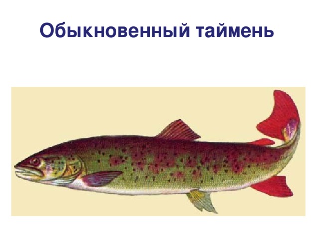 Обыкновенный таймень  