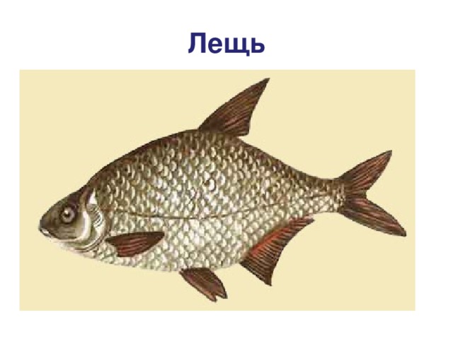 Лещь 