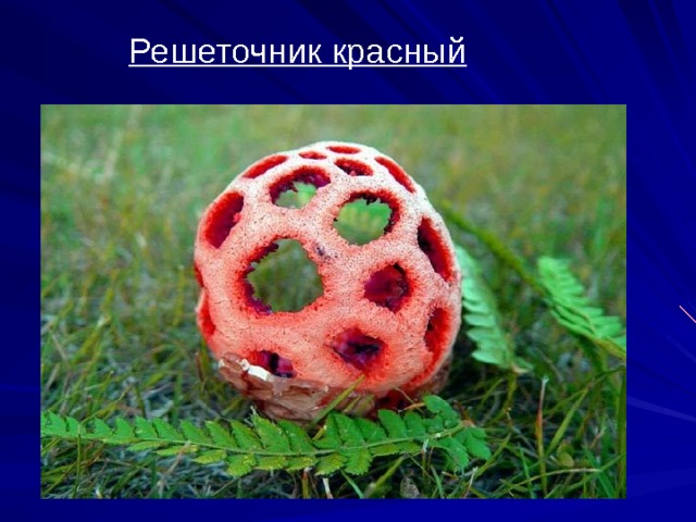  Решеточник красный  