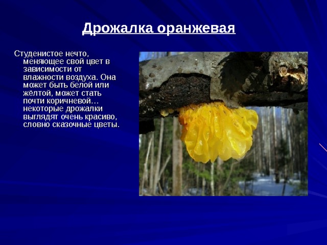 Дрожалка оранжевая Студенистое нечто, меняющее свой цвет в зависимости от влажности воздуха. Она может быть белой или жёлтой, может стать почти коричневой… некоторые дрожалки выглядят очень красиво, словно сказочные цветы.    