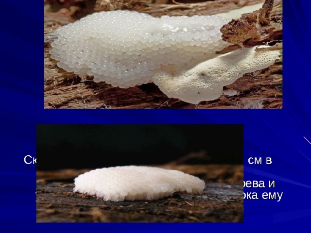 Скорость движения гриба - примерно 1 см в час! Плазмодий спокойно может вскарабкаться на пень или ствол дерева и удобно устроиться там до тех пор, пока ему не 