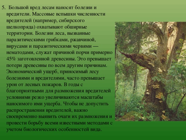 5.  Большой вред лесам наносят болезни и вредители. Массовые вспышки численности вредителей (например, сибирского шелкопряда) охватывают обширные территории. Болезни леса, вызванные паразитическими грибками, ржавчиной, вирусами и паразитическими червями — нематодами, служат причиной порчи примерно 45% заготовленной древесины. Это превышает потери древесины по всем другим причинам. Экономический ущерб, приносимый лесу болезнями и вредителями, часто превышает урон от лесных пожаров. В годы с благоприятными для размножения вредителей условиями резко увеличиваются масштабы наносимого ими ущерба. Чтобы не допустить распространения вредителей, важно своевременно выявить очаги их размножения и провести борьбу всеми известными методами с учетом биологических особенностей вида. 