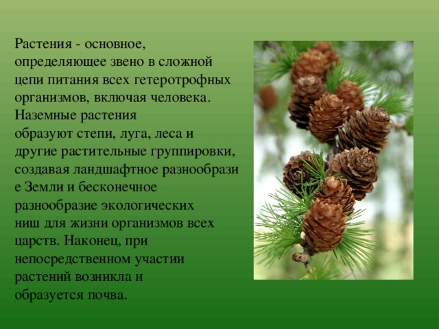 Растения - основное, определяющее звено в сложной цепи питания всех гетеротрофных организмов, включая человека. Наземные растения образуют степи, луга, леса и другие растительные группировки, создавая ландшафтное разнообразие Земли и бесконечное разнообразие экологических ниш для жизни организмов всех царств. Наконец, при непосредственном участии растений возникла и образуется почва. 