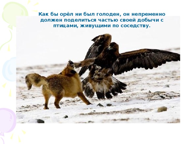 Как бы орёл ни был голоден, он непременно должен поделиться частью своей добычи с птицами, живущими по соседству. 