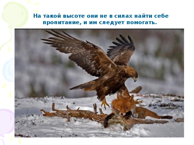 На такой высоте они не в силах найти себе пропитание, и им следует помогать. 