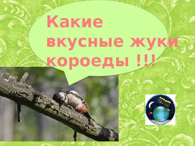Какие вкусные жуки короеды !!!