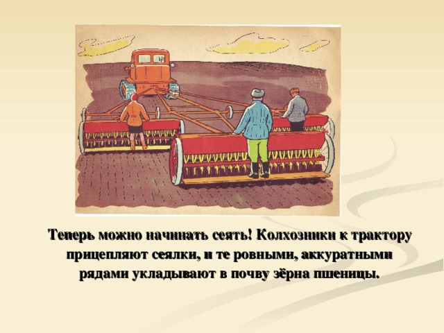  Теперь можно начинать сеять! Колхозники к трактору прицепляют сеялки, и те ровными, аккуратными рядами укладывают в почву зёрна пшеницы. 