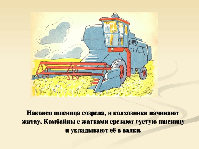  Наконец пшеница созрела, и колхозники начинают жатву. Комбайны с жатками срезают густую пшеницу и укладывают её в валки. 